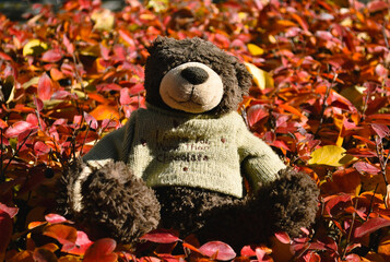 A teddy bear with a cute inscription on a sweater sits on red leaves of a bush