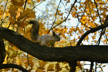 Curious cute squirrel sits on a branch of an autumn tree