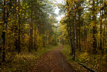 Naklejka premium A path deep in the dense autumn forest in the morning