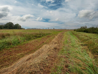Fototapeta premium Line of freshly cut grass in a farm field, beautiful cloudy sky. Agriculture industry. Country side area. Nature background with forest. Harvesting season and preparation for winter.