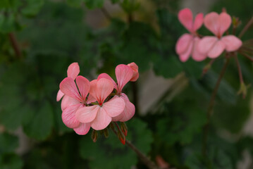 Pink Horseshoe Geranium