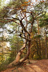 Colorful autumn Landscape in the Central Bohemian Region of the Czech Republic, Kokorin