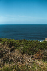 Crisp summer morning on the Island of Ons, Galicia. Dry thistles and lush greenery create a foreground, while the clear blue Atlantic Ocean stretches to a pristine horizon under a cloudless sky.