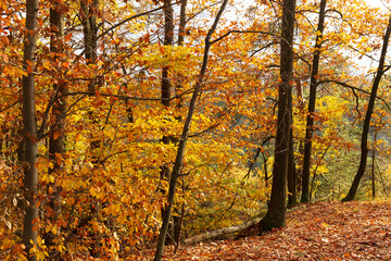 Obraz premium Colorful autumn Landscape in the Central Bohemian Region of the Czech Republic, Kokorin