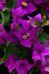 Bougainvillea glabra Choisy