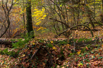 Colorful autumn Landscape in the Central Bohemian Region of the Czech Republic, Kokorin