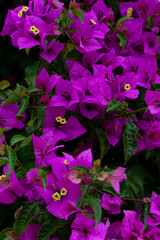 Bougainvillea glabra Choisy