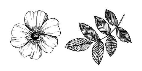 Wild rose flowers and berries, medicinal herb line art drawing. Outline vector illustration isolated on white background. Rose hip bouquets sketch for logo, tattoo, wedding design. - obrazy, fototapety, plakaty