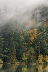 Fall Foliage Peaks Out Through the Evergreen Trees