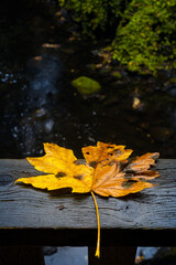 Naklejka na ściany i meble Autumn Leaf on a wet day