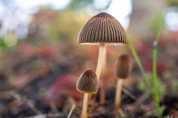 Mushrooms on the forest floor