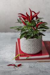 Red chili pepper plant on gray background, hot pepper on branch, cayenne pepper, potted plant, red...