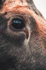 Stunning Close-Up of Bull and Cow Moose: Detailed Antlers and Facial Features Showcased in Their...
