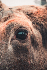 Close-Up of Majestic Bull and Cow Moose: Detailed View of Antlers, Facial Features, and Natural Behavior in the Wilderness