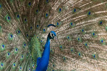 Obraz premium Love Peacock making an Abstract