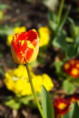 A vibrant red and yellow petal tulip blooms in the spring garden, presenting a striking contrast...