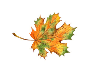 Watercolor illustration of autumn orange maple leaf isolated on white background. Suitable for autumn festival,halloween, greeting cards, invitations, posters design.