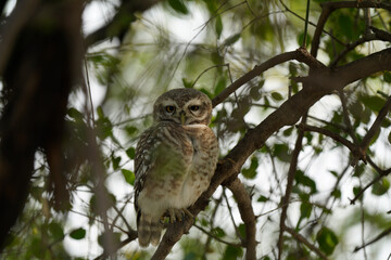 Spotted Owlet posing