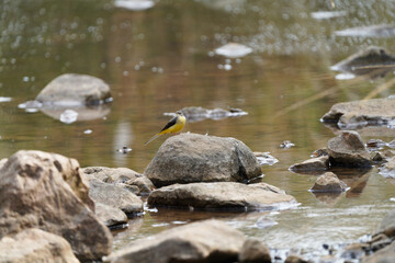 Gray Wagtail in India