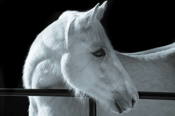 white horse portrait
