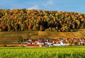 Picturesque and colorful autumn scenery and vineyards in Weiningen, a suburb of Zurich, Switzerland