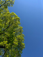 Fototapeta premium Green leaves of trees against the blue sky in spring. Natural background.