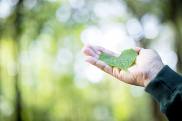 Hands holding green heart leaves.Plant a planting trees, loving the environment and protecting nature Nourishing the plants and world look beautiful, Forest conservation concept.