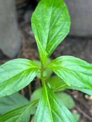 young Andrographis paniculata plant in nature