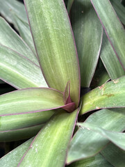 Fototapeta premium Tradescantia spathacea plant in nature garden