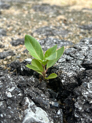 young plant growing in a stone