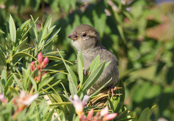 House sparrow bird sitting on a plant in a garden