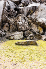 Yellow sulphur by boulders, Galapagos