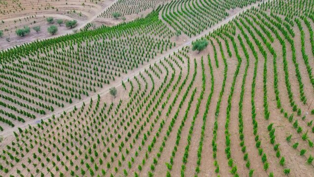 Aerial view of vineyards in the Priorat designation of origin wine region in the province of Tarragona in Catalonia in Spain
