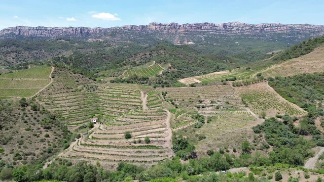 Aerial view of vineyards in the Priorat designation of origin wine region in the province of Tarragona in Catalonia in Spain
