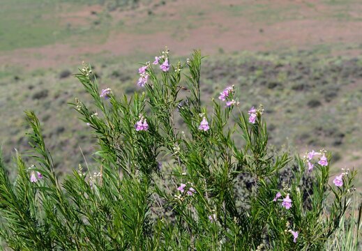 flowers in the desert hills