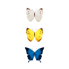 テクスチャのある白と黄と青の蝶5種_1