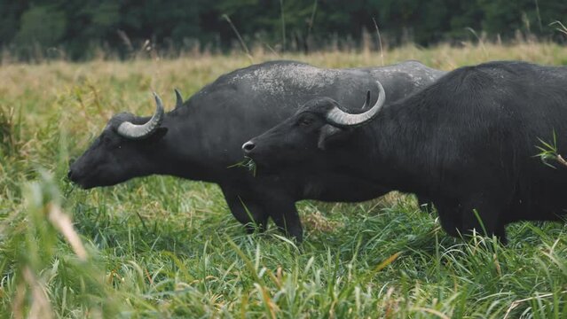 Grazing water buffalo (Bubalus arnee), Gmuend, Lower Austria, Austria, Europe