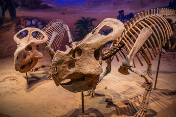 View of the Hohhot Museum of Natural History, dinosaur skeletons, Hohhot, China
