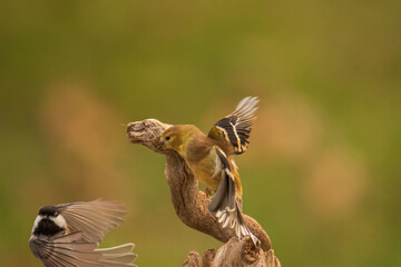 Goldfinch flies away from a Chickadee