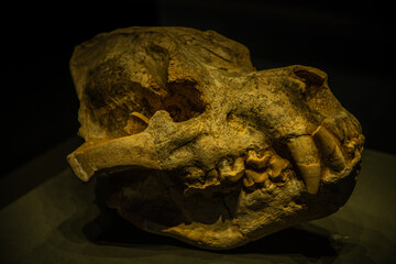 Dinosaur skull. Dinosaur skeleton on black background. Museum of Natural history