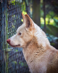 portrait of a dingo