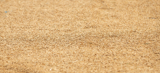 Close up of natural rice texture background. 