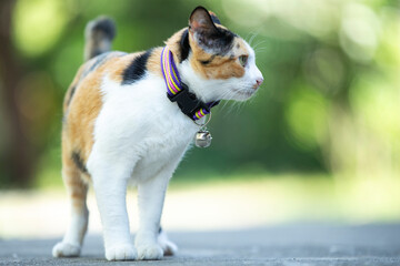 Beautiful calico cat walking in the park, shallow depth of field