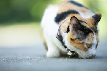 Cute cat sitting on the floor. Selective focus and shallow depth of field.