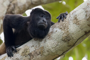 Black howler monkey resting on a tree branch.