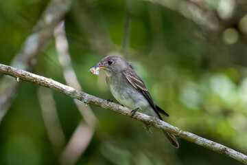 Western Wood-Pewee eating and insect.