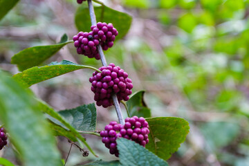 american beauty berry