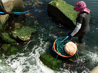 Back view of female divers collecting seaweed at the beach © mnimage