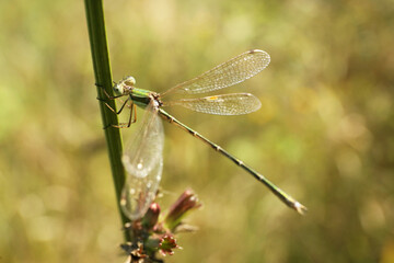 Beautiful dragonfly on plant outdoors, closeup view