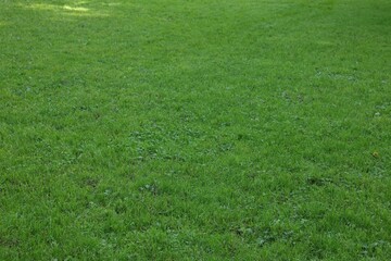 Beautiful lawn with vibrant green grass outdoors